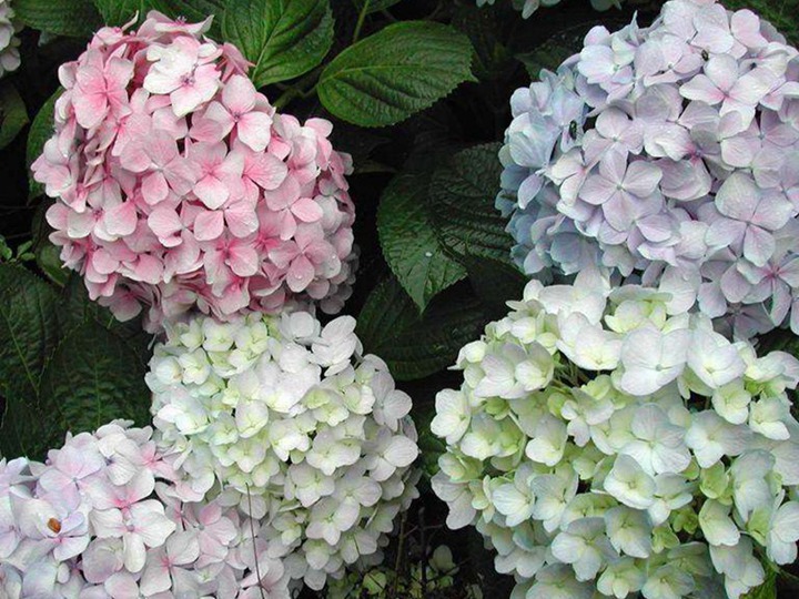 繡球花冬季怎么養(yǎng)護(hù),如何安全過(guò)冬
