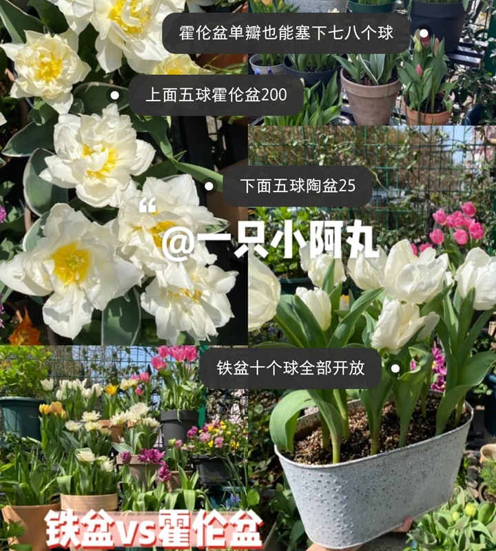 郁金香用什么盆種植，盆栽用什么土比較好