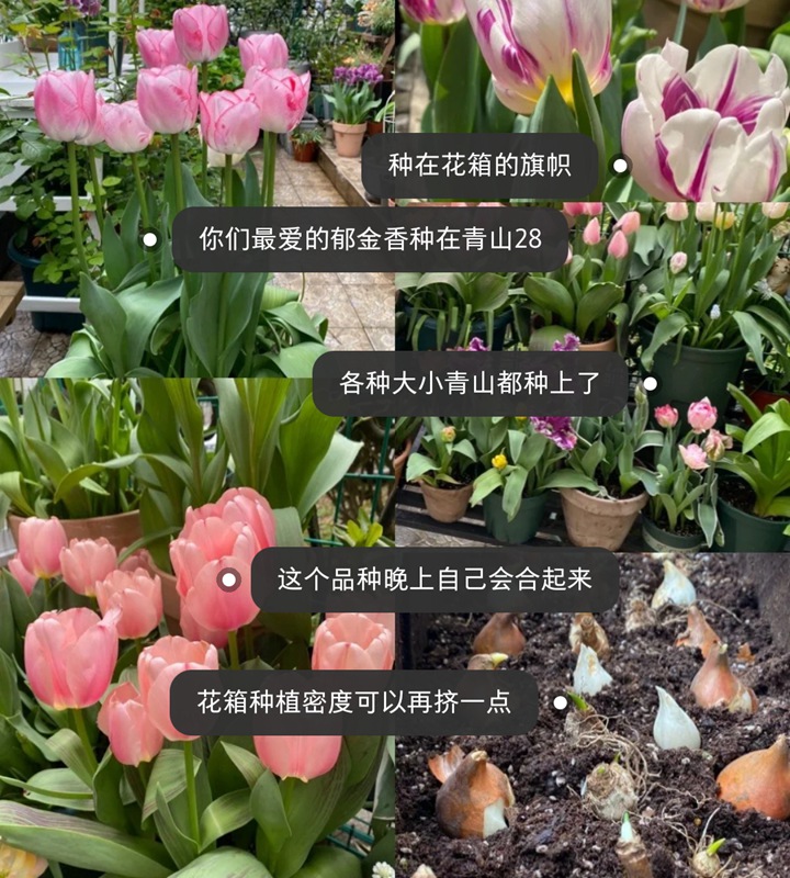 郁金香用什么盆種植，盆栽用什么土比較好