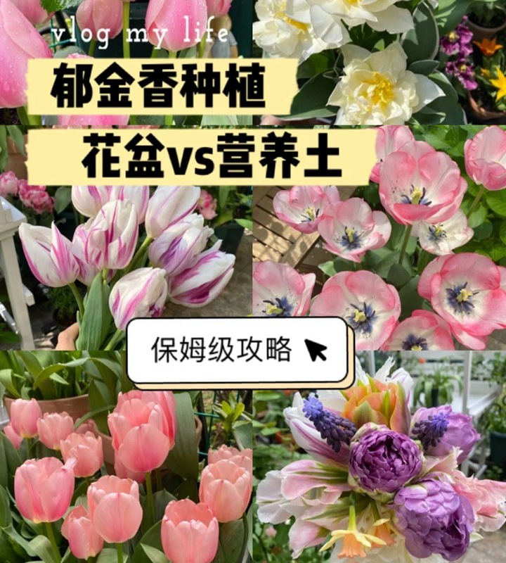 郁金香用什么盆種植，盆栽用什么土比較好