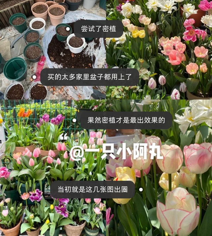 郁金香用什么盆種植，盆栽用什么土比較好