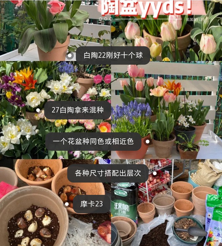 郁金香用什么盆種植，盆栽用什么土比較好