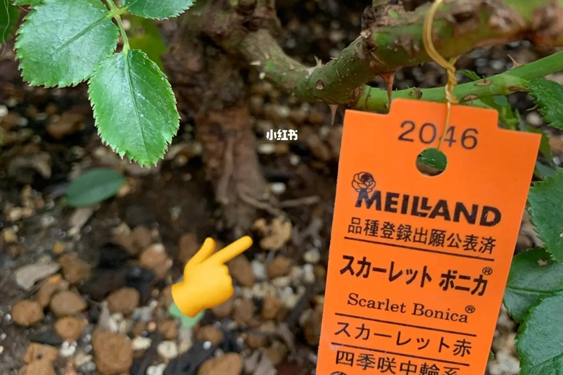 月季發(fā)現(xiàn)有根瘤如何處理(教科書(shū)級(jí)解決方案）