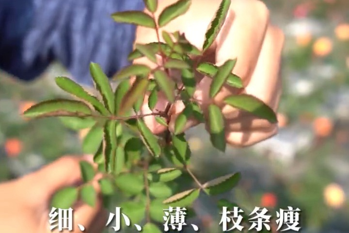 藍色陰雨.jpg
