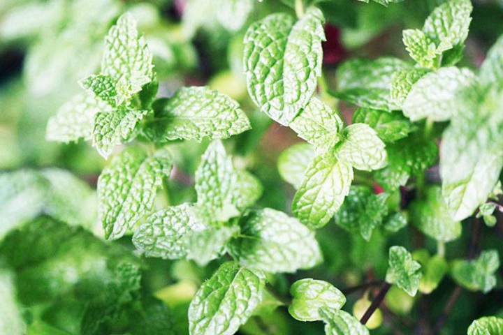 冬季花卉種植需要注意什么？