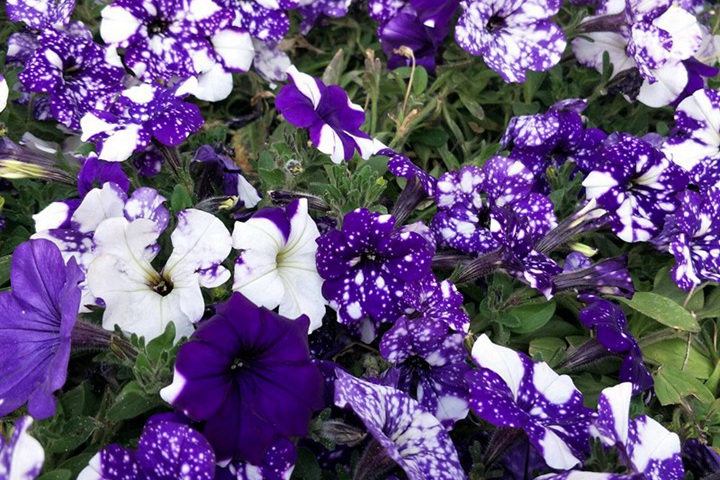 矮牽?；◤牟シN到開花要多久
