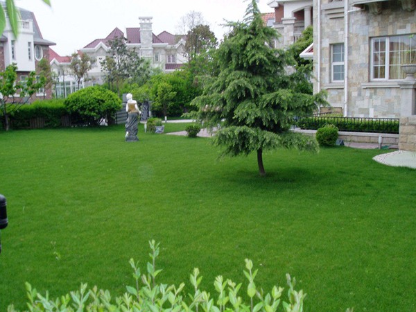 北方適合種植什么草坪？