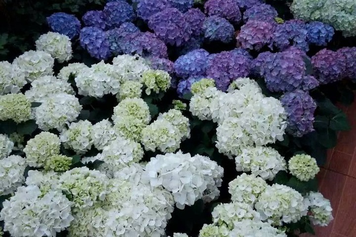 家里養(yǎng)的繡球如何越冬呢？