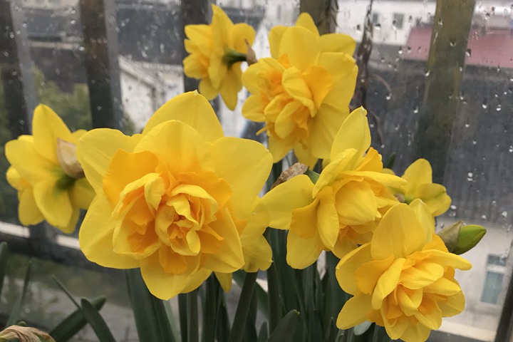 洋水仙的種植養(yǎng)護(hù)技巧