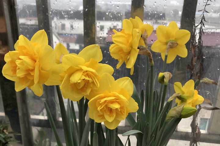 洋水仙的種植養(yǎng)護(hù)技巧