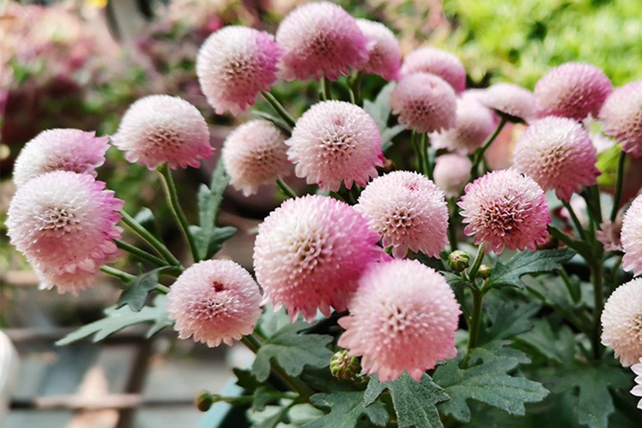 珠玉之卵的花期，怎么養(yǎng)護(hù)