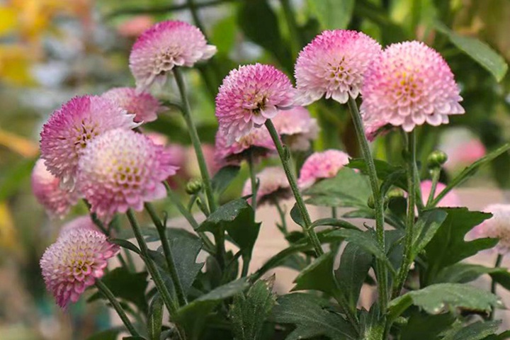 珠玉之卵的花期，怎么養(yǎng)護(hù)