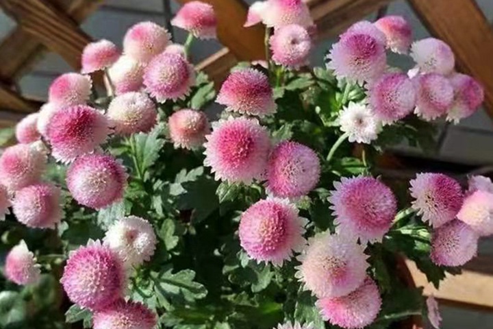 珠玉之卵的花期，怎么養(yǎng)護(hù)