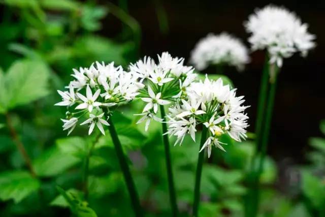 哪些花園植物具有驅(qū)蚊功效？