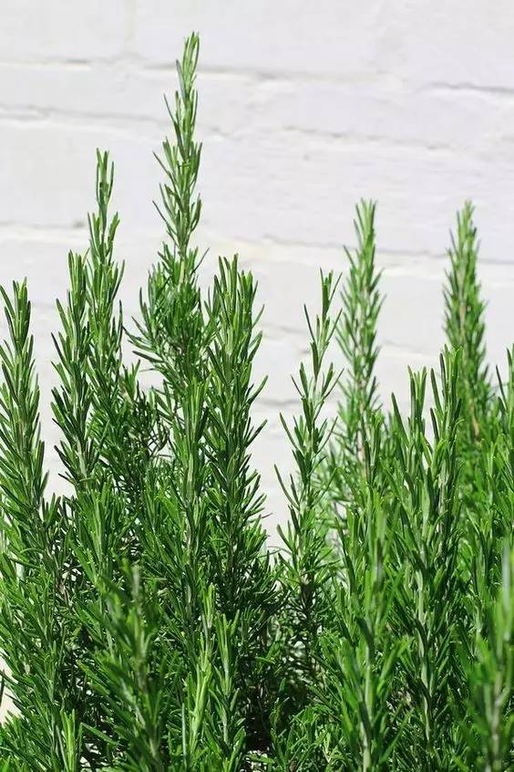 哪些花園植物具有驅(qū)蚊功效？