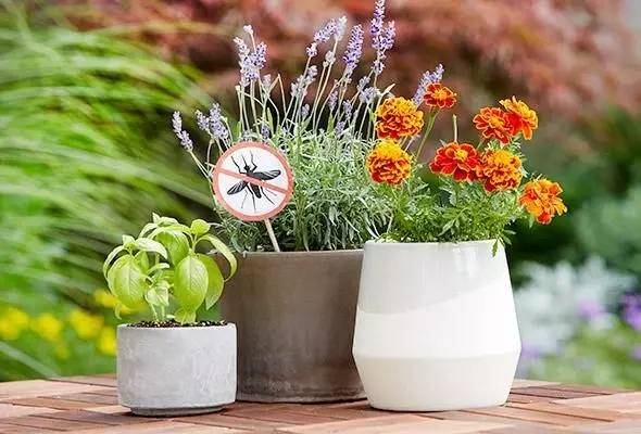 哪些花園植物具有驅(qū)蚊功效？
