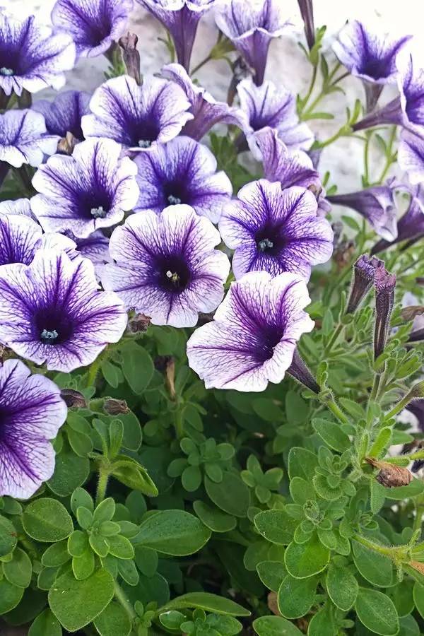 哪些花園植物具有驅(qū)蚊功效？