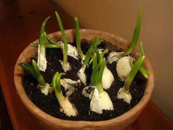 哪些花園植物具有驅(qū)蚊功效？