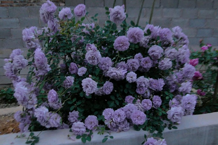 http://www.w5756com.com/d/file/202110/1634533655598646.jpg