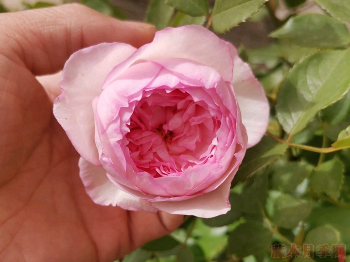 http://www.w5756com.com/d/file/202005/1589787215507889.jpg