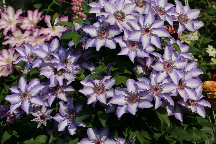http://www.w5756com.com/d/file/202110/1635597258801279.jpg