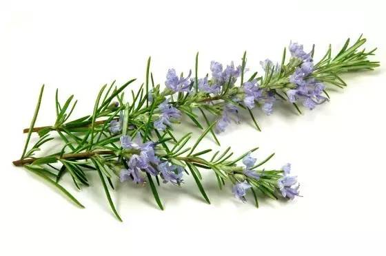 哪些花園植物具有驅(qū)蚊功效？