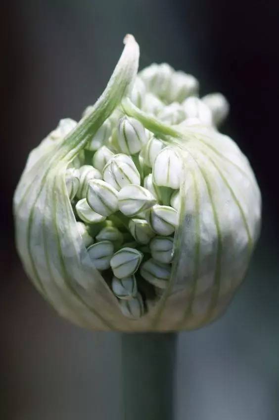 哪些花園植物具有驅(qū)蚊功效？
