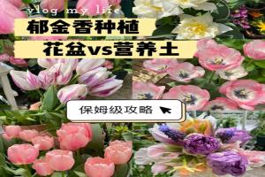 郁金香用什么盆種植，盆栽用什么土比較好