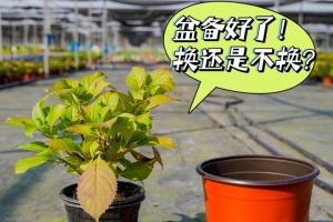 繡球花什么時(shí)候換盆，怎么換盆