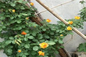 蜂蜜焦糖月季一年開幾次花，花期持續(xù)有多久