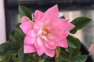 天荷月季好養(yǎng)嗎，有哪些優(yōu)缺點