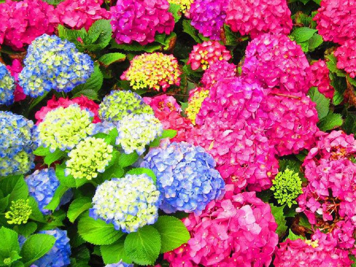 封閉陽(yáng)臺(tái)養(yǎng)繡球需要注意些什么？