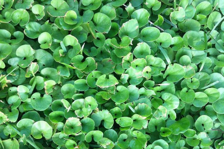 馬蹄金草種子的價(jià)格