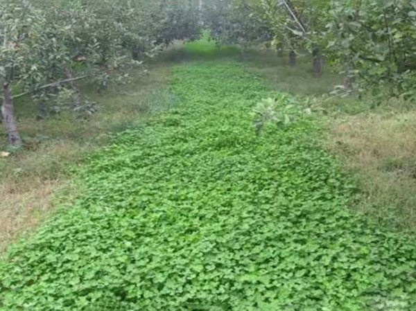 種植草坪投資大不大，需要多少成本