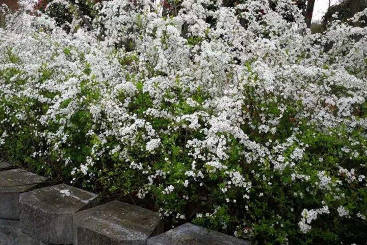 遇水開花的干枝雪柳怎么養(yǎng)