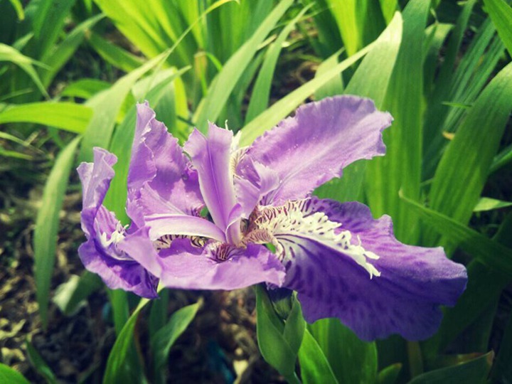 藍花鳶尾