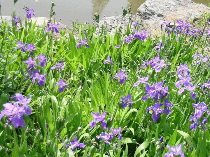 藍花鳶尾