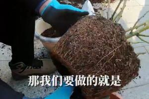 月季什么時候翻盆，月季翻盆換土的技巧