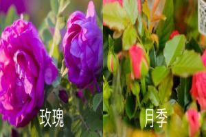 月季和玫瑰是一個(gè)品種嗎？