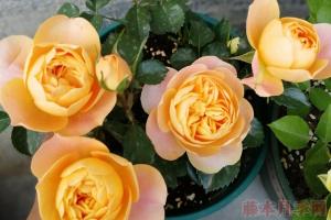 適合小陽臺(tái)超耐陰月季品種有哪些？