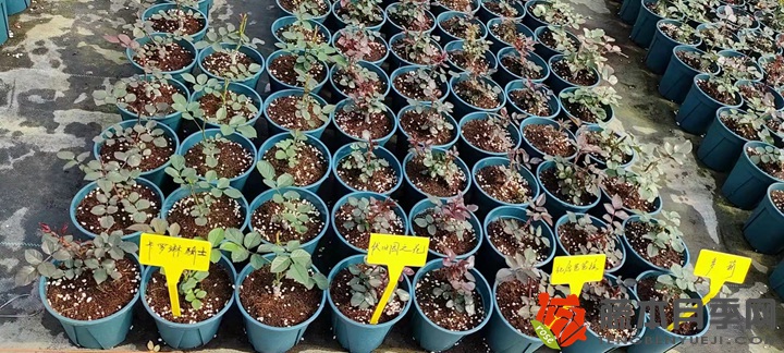 30萬(wàn)棵新品月季根接苗火熱發(fā)售中！