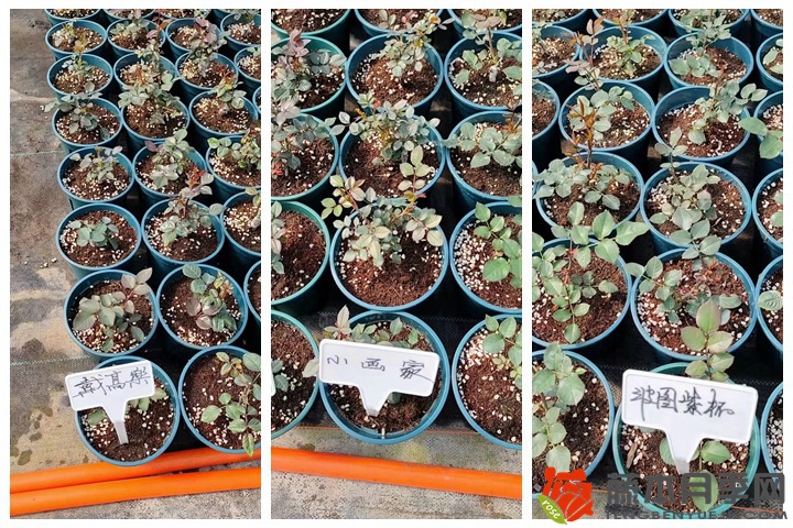 30萬(wàn)棵新品月季根接苗火熱發(fā)售中！