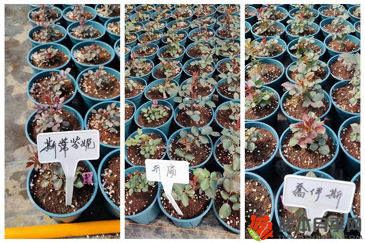 30萬(wàn)棵新品月季根接苗火熱發(fā)售中！