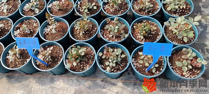 30萬(wàn)棵新品月季根接苗火熱發(fā)售中！