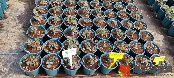 30萬(wàn)棵新品月季根接苗火熱發(fā)售中！