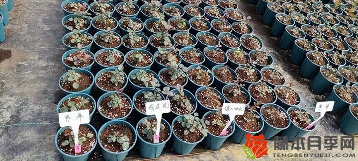 30萬(wàn)棵新品月季根接苗火熱發(fā)售中！