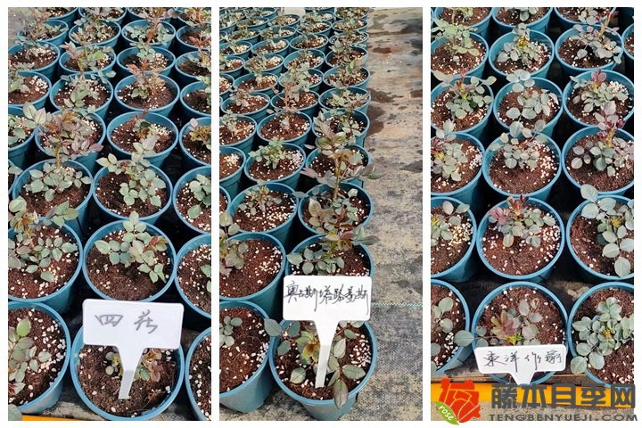 30萬(wàn)棵新品月季根接苗火熱發(fā)售中！