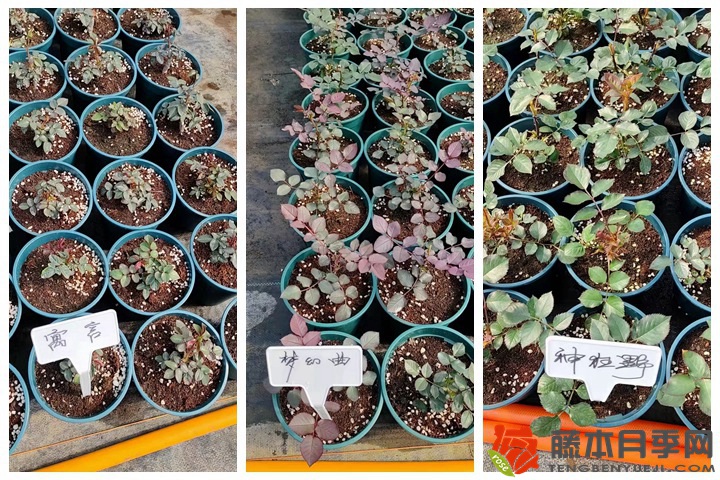 30萬(wàn)棵新品月季根接苗火熱發(fā)售中！