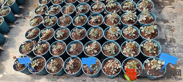 30萬(wàn)棵新品月季根接苗火熱發(fā)售中！