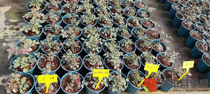 30萬(wàn)棵新品月季根接苗火熱發(fā)售中！